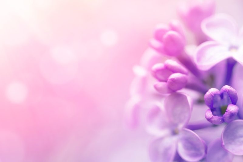 Lilac flowers blossom